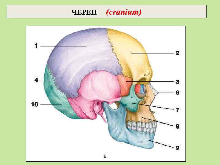 ЧЕРЕП (cranium) 