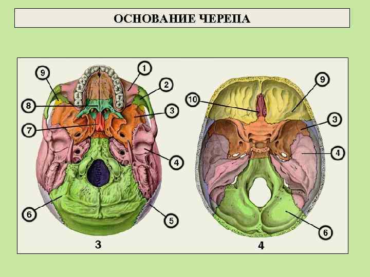 ОСНОВАНИЕ ЧЕРЕПА 