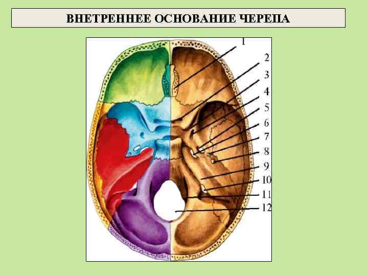 ВНЕТРЕННЕЕ ОСНОВАНИЕ ЧЕРЕПА 