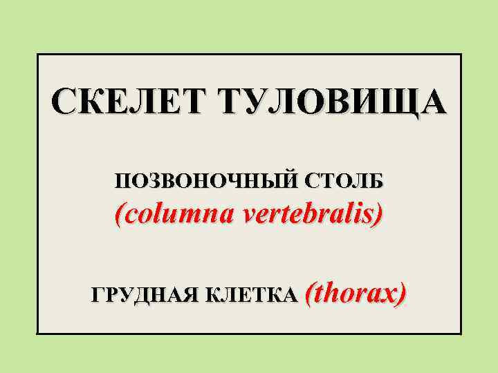 СКЕЛЕТ ТУЛОВИЩА ПОЗВОНОЧНЫЙ СТОЛБ (columna vertebralis) ГРУДНАЯ КЛЕТКА (thorax) 
