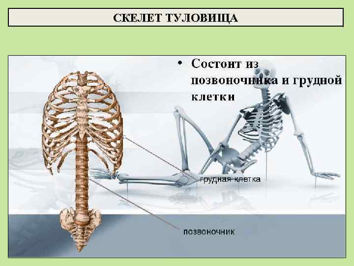 СКЕЛЕТ ТУЛОВИЩА 