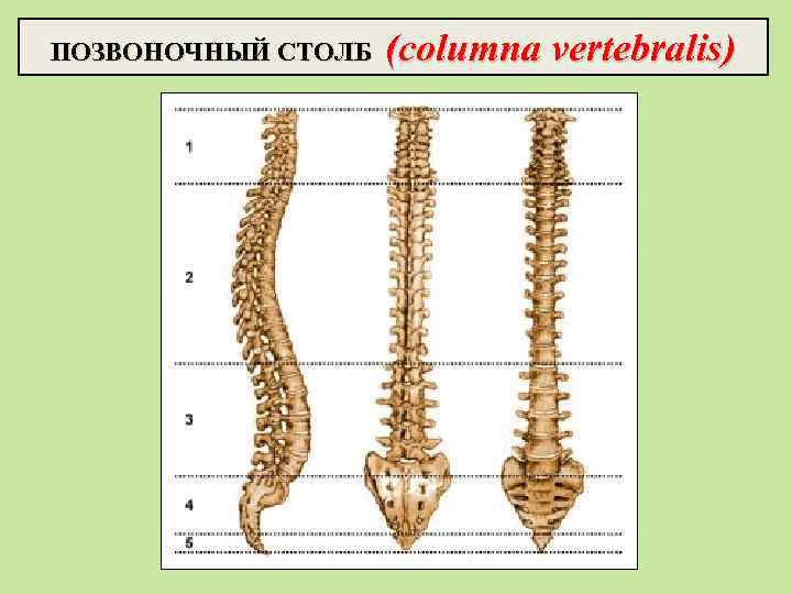 ПОЗВОНОЧНЫЙ СТОЛБ (columna vertebralis) 