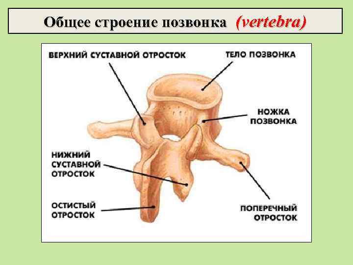 Общее строение позвонка (vertebra) 
