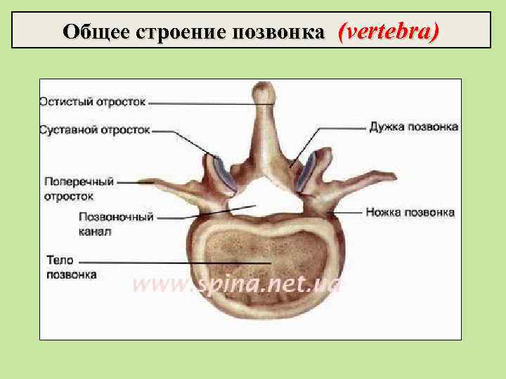 Общее строение позвонка (vertebra) 