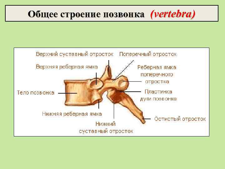 Общее строение позвонка (vertebra) 