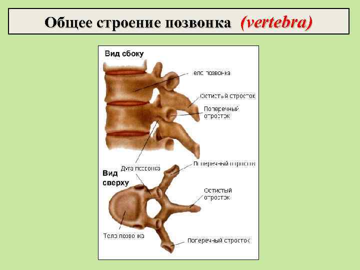 Общее строение позвонка (vertebra) 