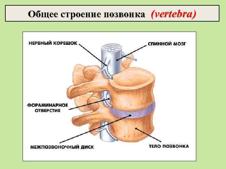 Общее строение позвонка (vertebra) 
