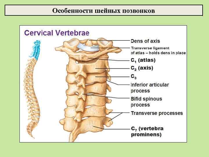 Особенности шейных позвонков 