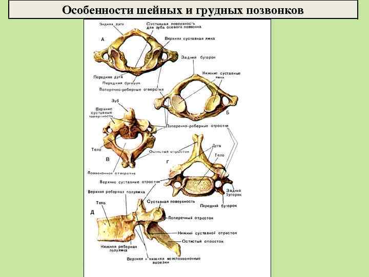 Особенности шейных и грудных позвонков 