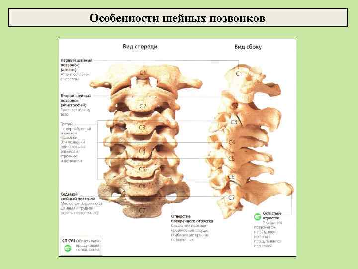 Особенности шейных позвонков 