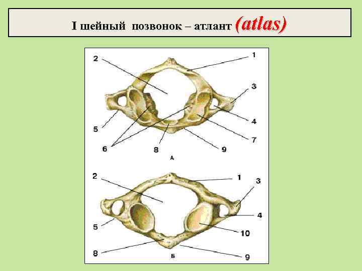 I шейный позвонок – атлант (atlas) 