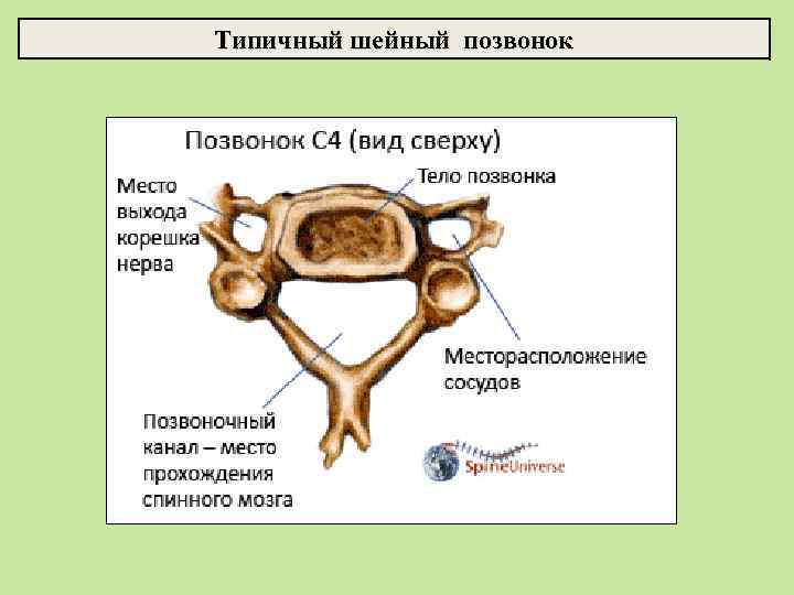 Типичный шейный позвонок 