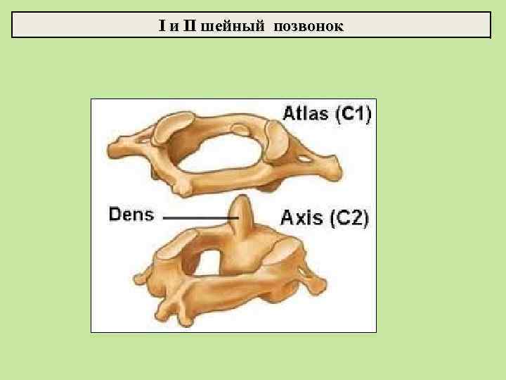 I и II шейный позвонок 