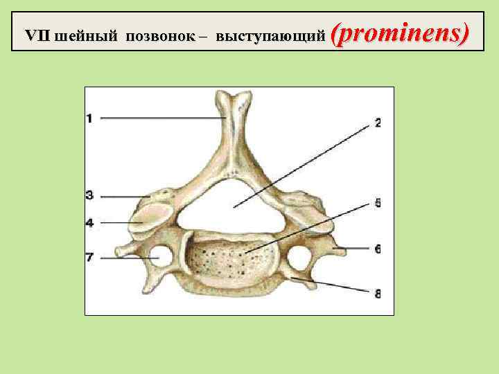VII шейный позвонок – выступающий (prominens) 