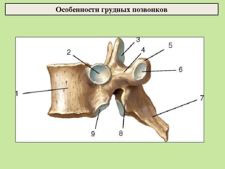 Особенности грудных позвонков 