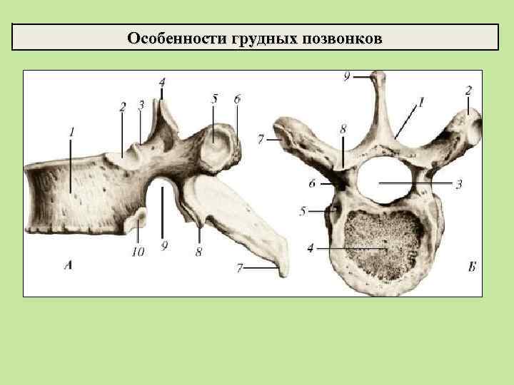 Особенности грудных позвонков 
