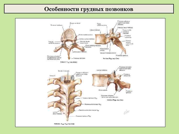 Особенности грудных позвонков 