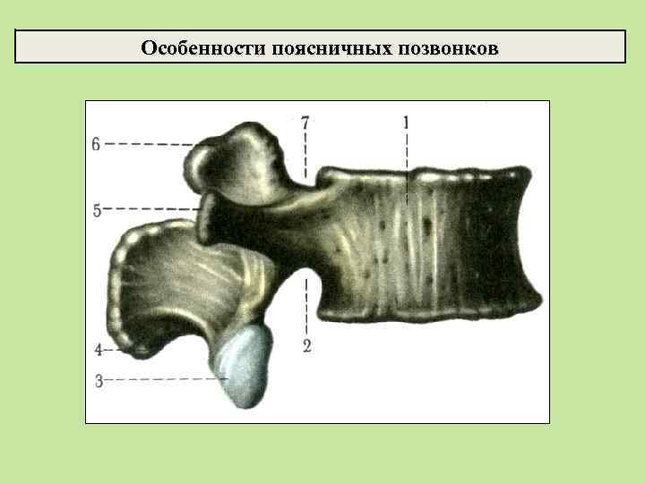Особенности поясничных позвонков 