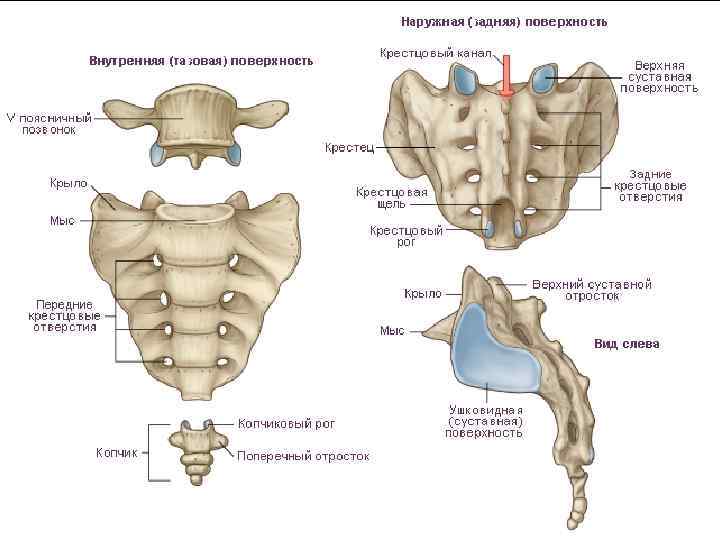 Крестец (os sacrum) 