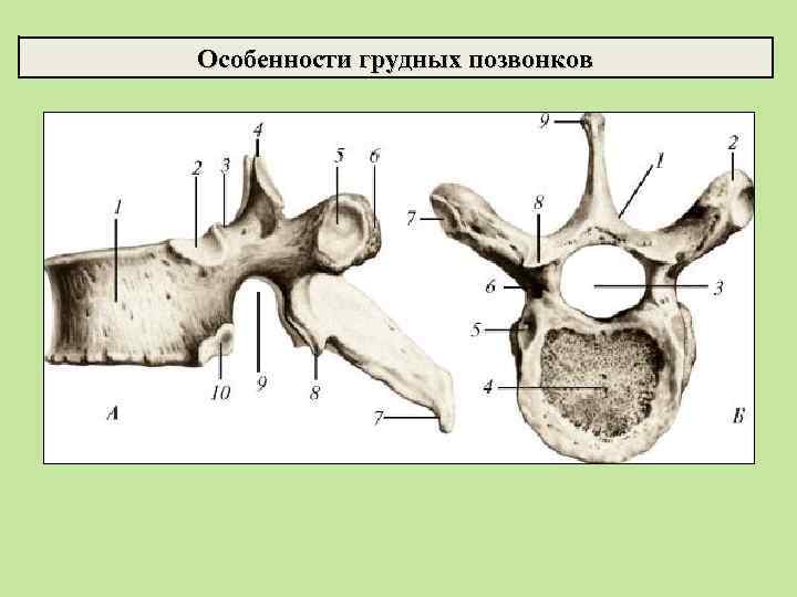 Особенности грудных позвонков 