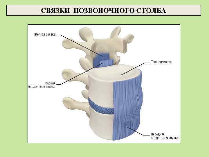 СВЯЗКИ ПОЗВОНОЧНОГО СТОЛБА 