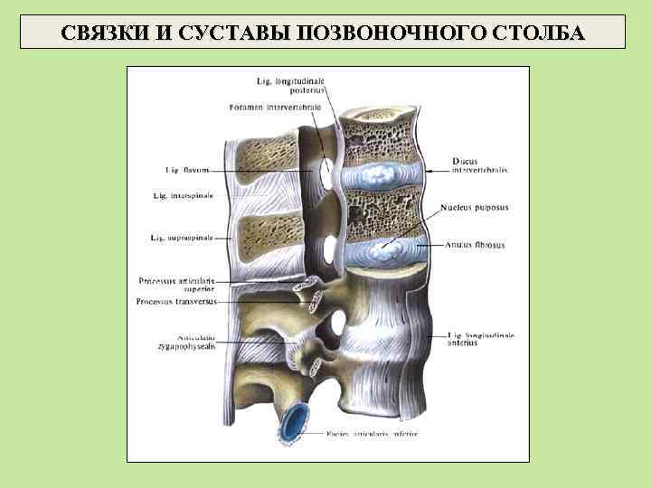СВЯЗКИ И СУСТАВЫ ПОЗВОНОЧНОГО СТОЛБА 