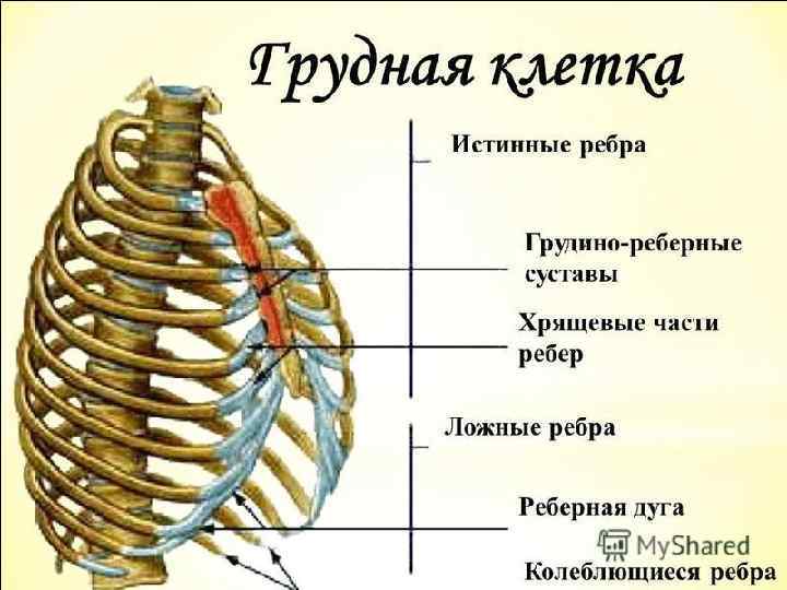 ГРУДНАЯ КЛЕТКА (thorax) 