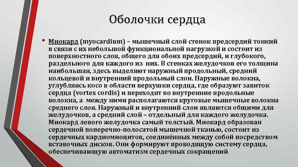 Оболочки сердца • Миокард (myocardium) – мышечный слой стенок предсердий тонкий в связи с