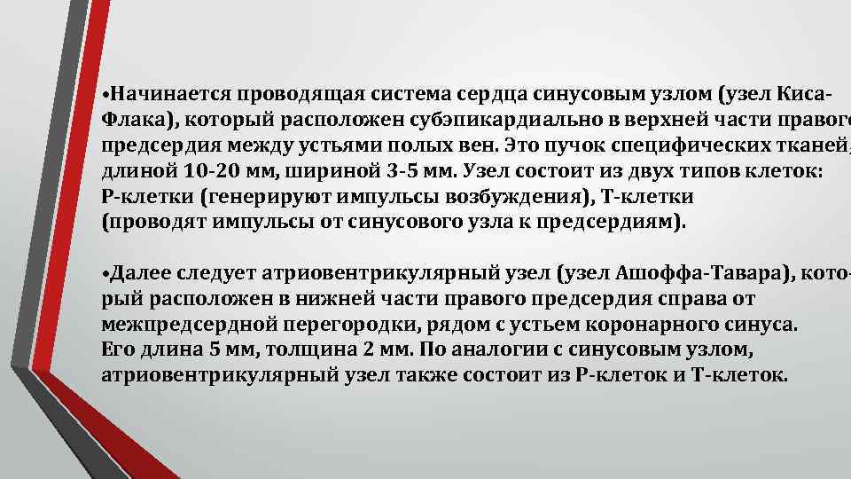  • Начинается проводящая система сердца синусовым узлом (узел Киса. Флака), который расположен субэпикардиально