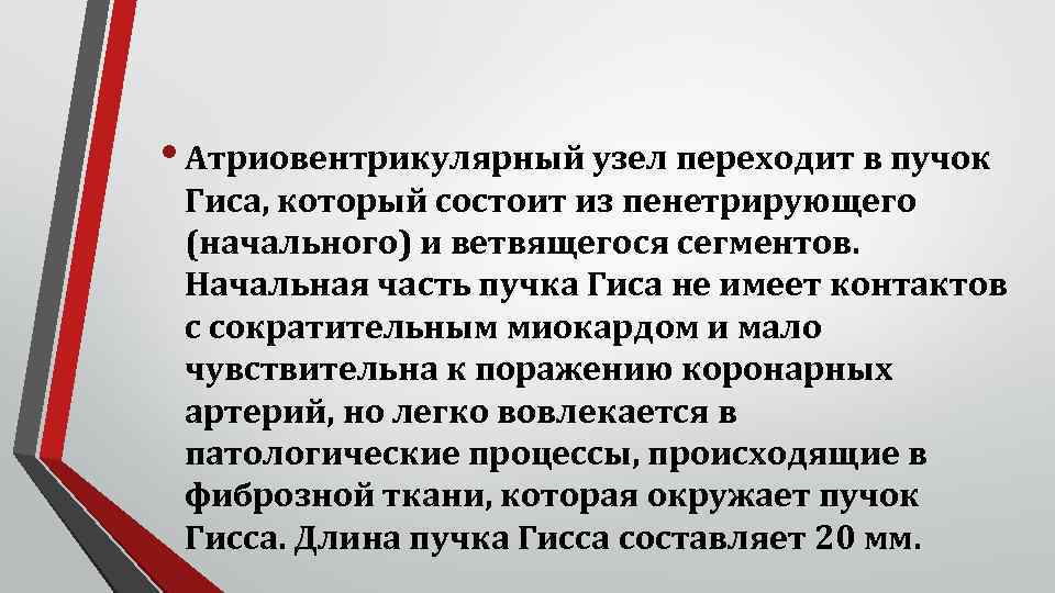  • Атриовентрикулярный узел переходит в пучок Гиса, который состоит из пенетрирующего (начального) и