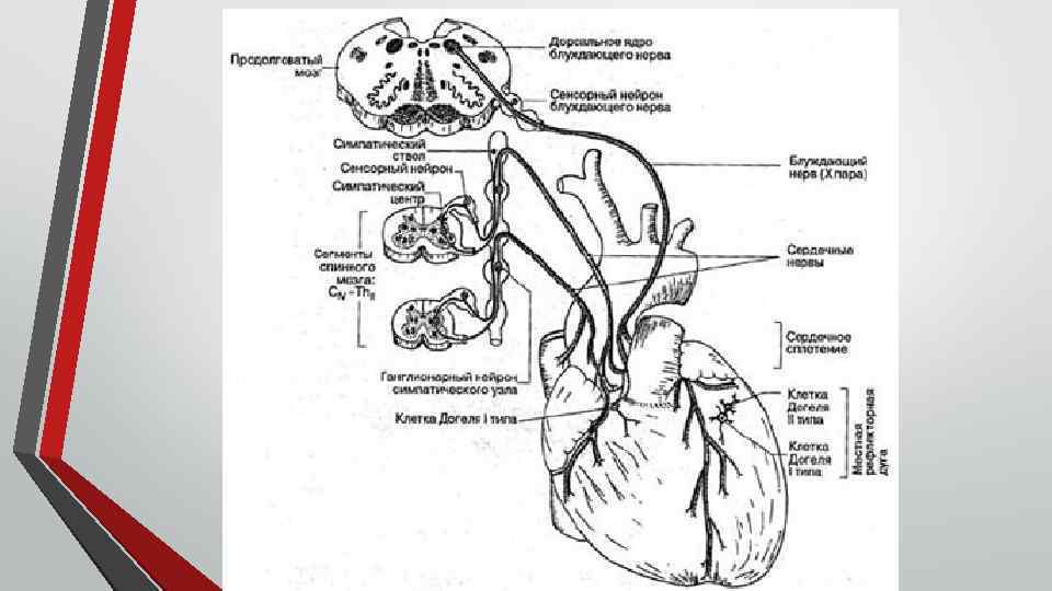 Центры управления сердечно сосудистой дыхательной. Блуждающий нерв иннервация сердца схема. Вегетативная иннервация сердца схема. Иннервация сердца анатомия схема. Вегетативная иннервация сердца физиология.
