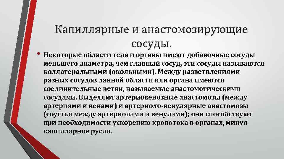 Капиллярные и анастомозирующие сосуды. • Некоторые области тела и органы имеют добавочные сосуды меньшего