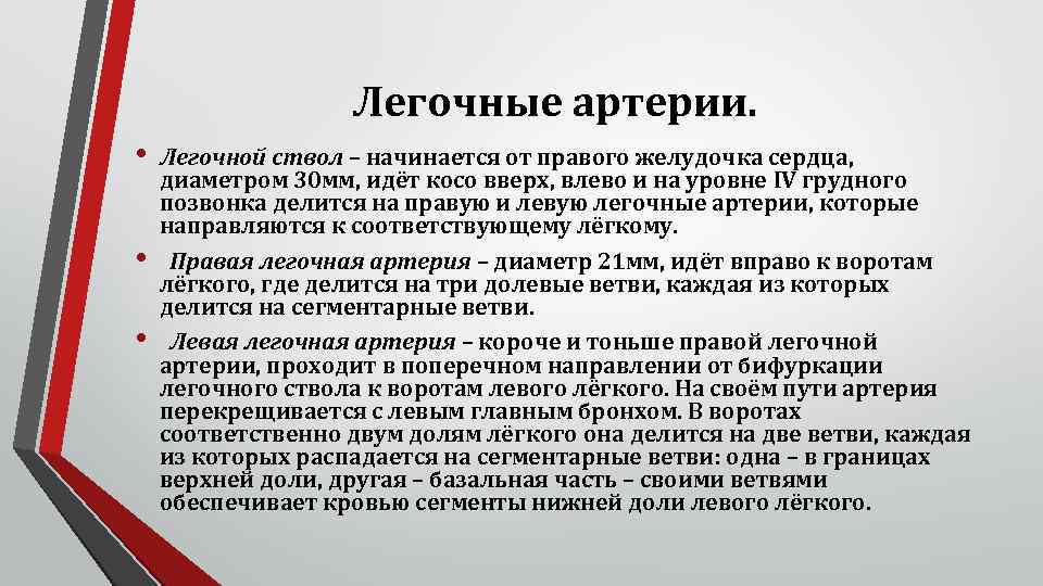 Легочные артерии. • • • Легочной ствол – начинается от правого желудочка сердца, диаметром