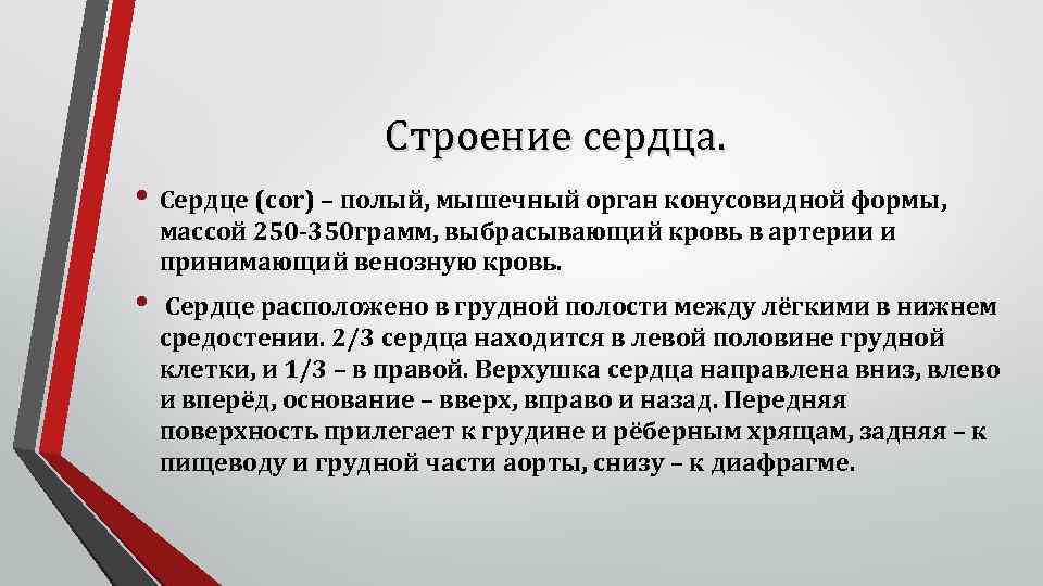 Строение сердца. • Сердце (cor) – полый, мышечный орган конусовидной формы, массой 250 -350