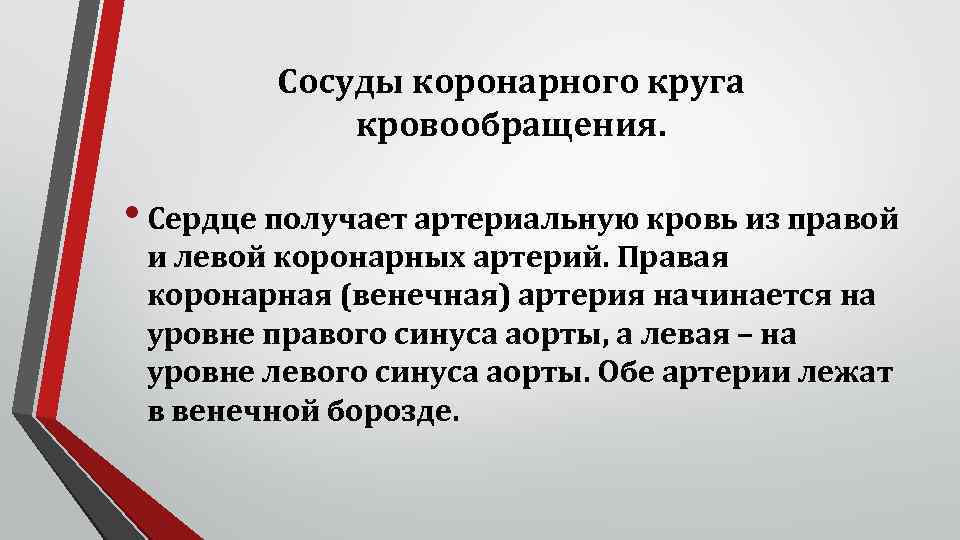 Сосуды коронарного круга кровообращения. • Сердце получает артериальную кровь из правой и левой коронарных