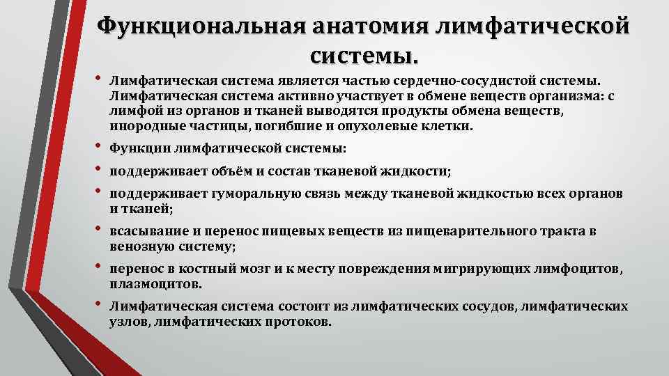 Функциональная анатомия лимфатической системы. • Лимфатическая система является частью сердечно-сосудистой системы. Лимфатическая система активно