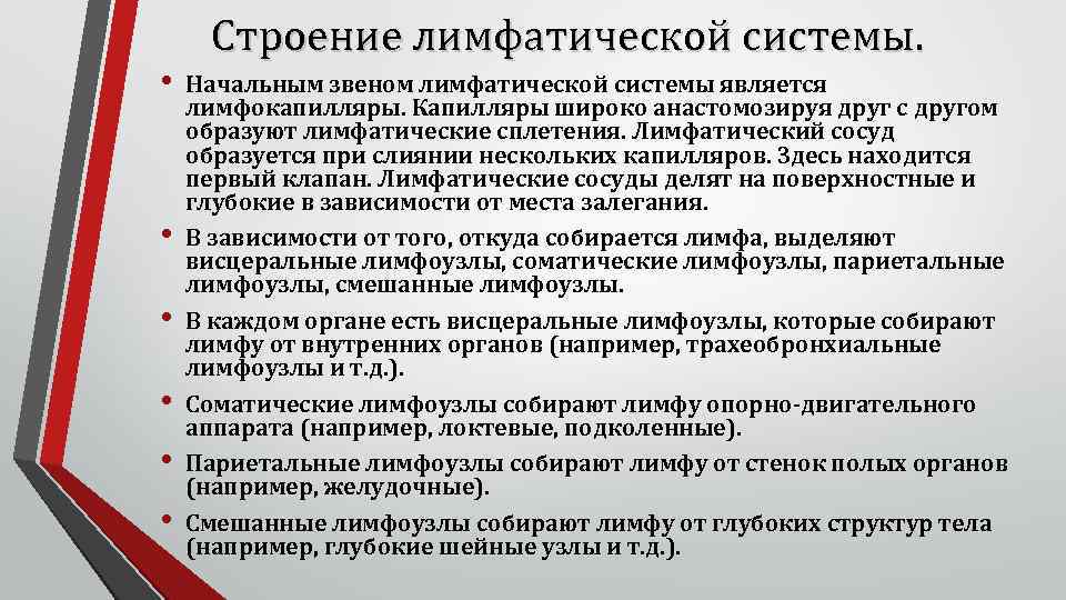  • • • Строение лимфатической системы. Начальным звеном лимфатической системы является лимфокапилляры. Капилляры