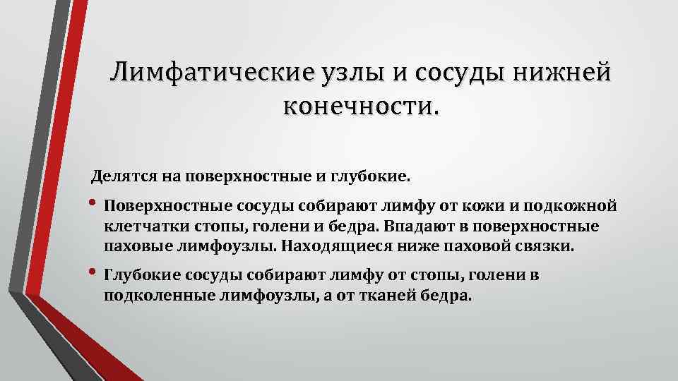 Лимфатические узлы и сосуды нижней конечности. Делятся на поверхностные и глубокие. • Поверхностные сосуды