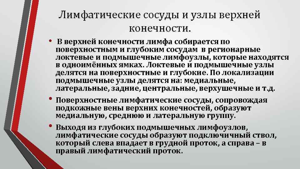 Лимфатические сосуды и узлы верхней конечности. • В верхней конечности лимфа собирается по •