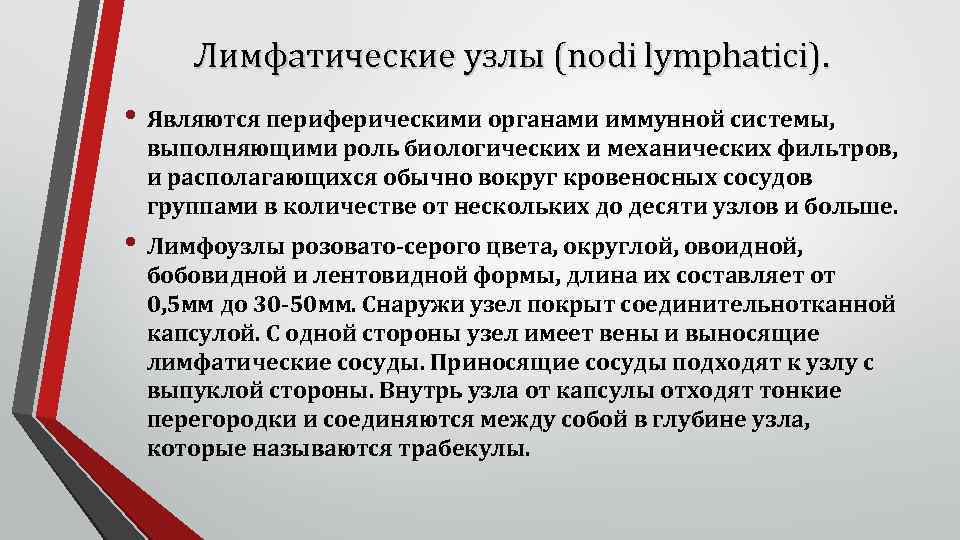 Лимфатические узлы (nodi lymphatici). • Являются периферическими органами иммунной системы, выполняющими роль биологических и