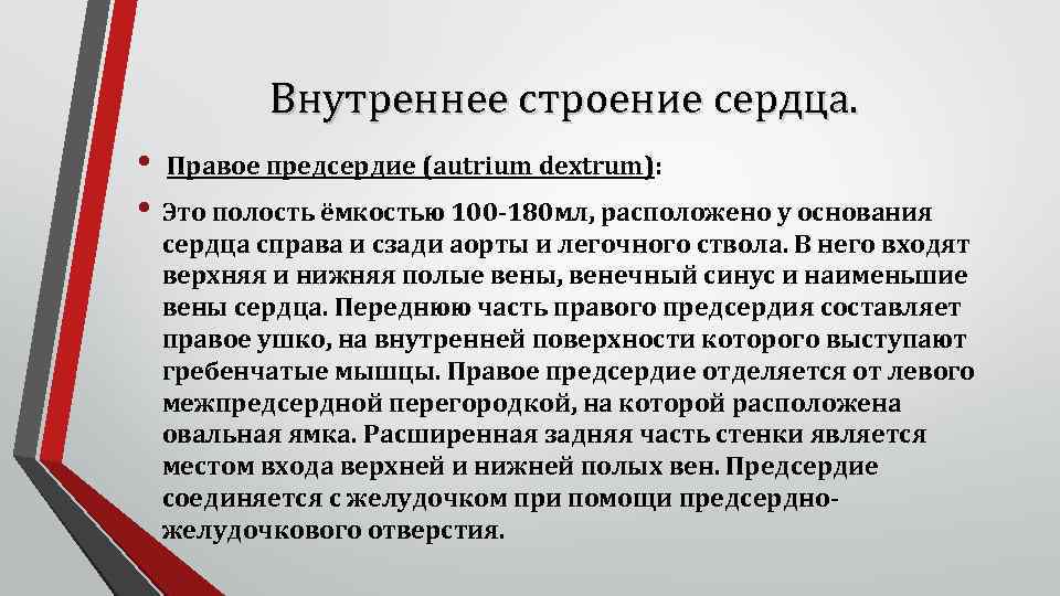 Внутреннее строение сердца. • Правое предсердие (autrium dextrum): • Это полость ёмкостью 100 -180