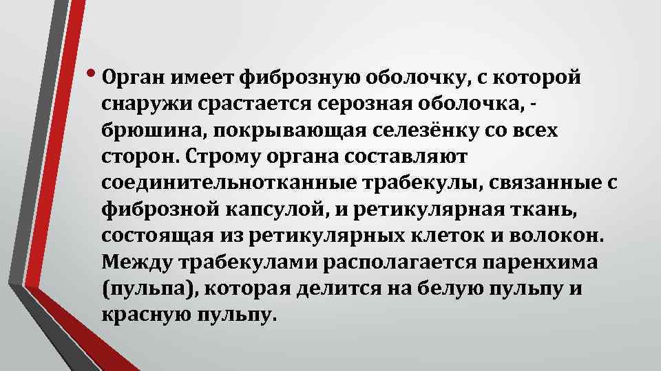  • Орган имеет фиброзную оболочку, с которой снаружи срастается серозная оболочка, - брюшина,