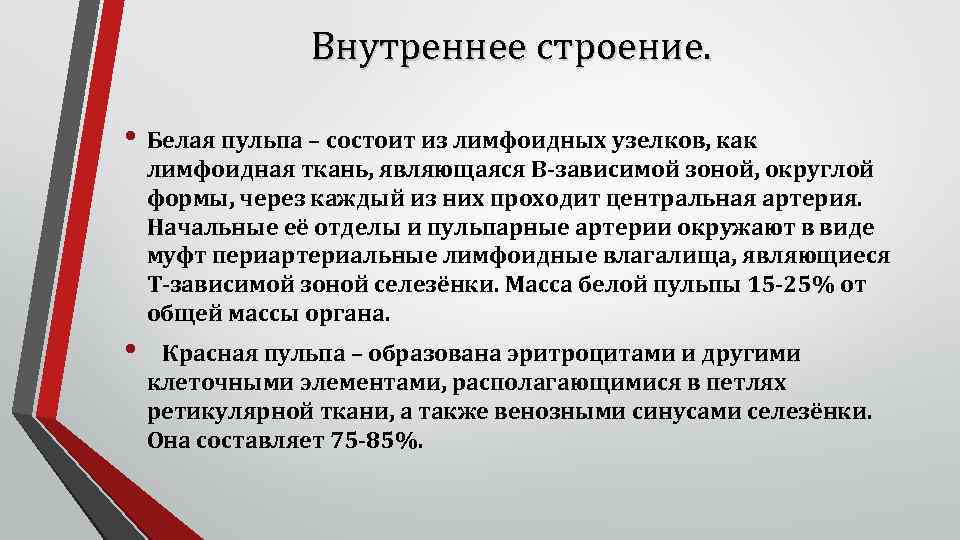 Внутреннее строение. • Белая пульпа – состоит из лимфоидных узелков, как лимфоидная ткань, являющаяся