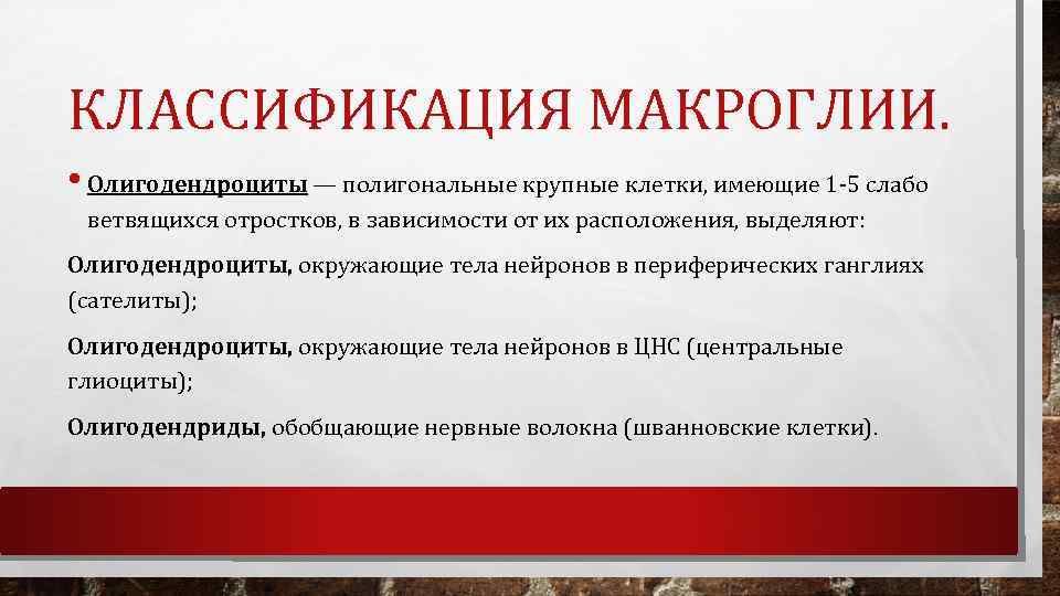 КЛАССИФИКАЦИЯ МАКРОГЛИИ. • Олигодендроциты — полигональные крупные клетки, имеющие 1 5 слабо ветвящихся отростков,