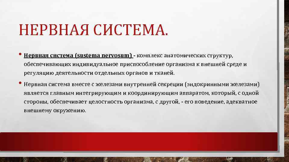 НЕРВНАЯ СИСТЕМА. • Нервная система (sustema nervosum) комплекс анатомических структур, обеспечивающих индивидуальное приспособление организма