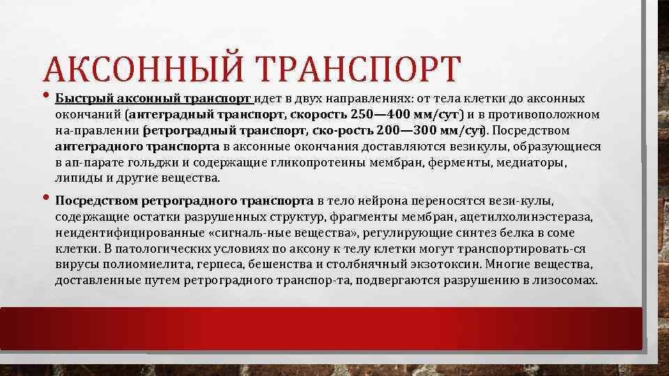АКСОННЫЙ ТРАНСПОРТ • Быстрый аксонный транспорт идет в двух направлениях: от тела клетки до