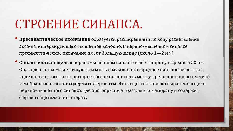 СТРОЕНИЕ СИНАПСА. • Пресинаптическое окончание образуется расширениями по ходу разветвления аксо на, иннервирующего мышечное