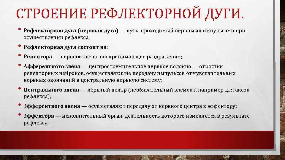 СТРОЕНИЕ РЕФЛЕКТОРНОЙ ДУГИ. • Рефлекторная дуга (нервная дуга) — путь, проходимый нервными импульсами при
