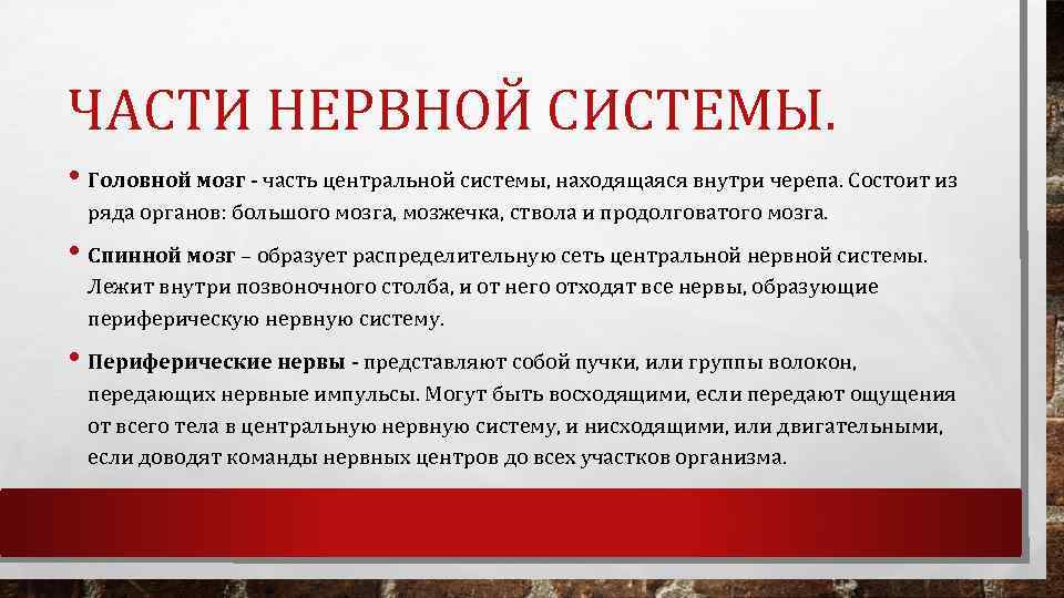 ЧАСТИ НЕРВНОЙ СИСТЕМЫ. • Головной мозг часть центральной системы, находящаяся внутри черепа. Состоит из