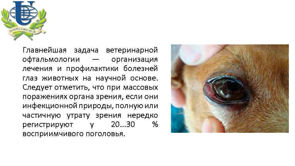 Главнейшая задача ветеринарной офтальмологии — организация лечения и профилактики болезней глаз животных на научной
